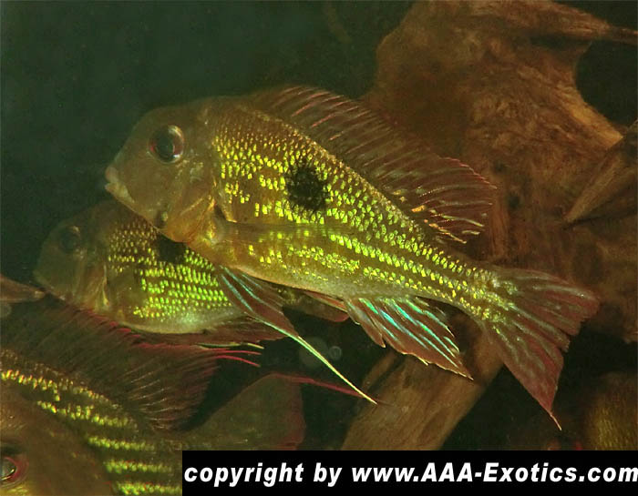 Geophagus proximus Tefe